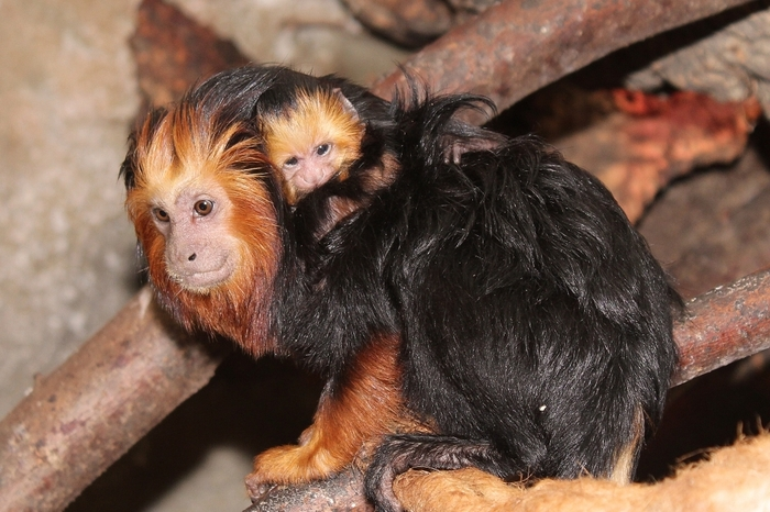 Derzeit werden daher beide Elternteile von den Tierpflegern besonders verwöhnt, um die stressige Lebensphase gut zu meistern.