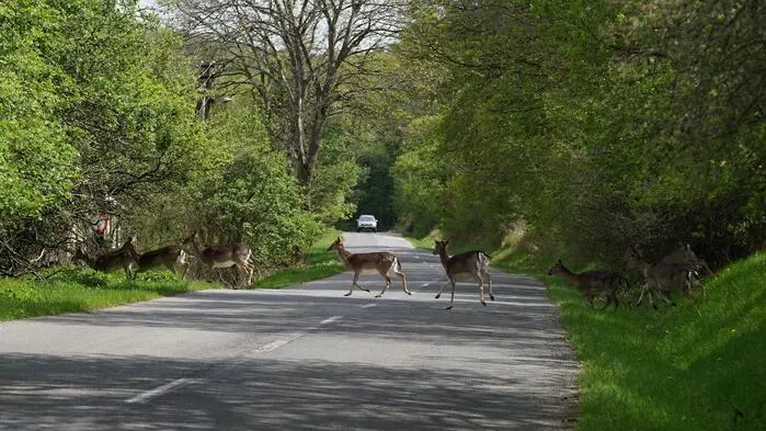 Rehe, die über die Straße liefen, wurden einer Frau aus dem Bezirk Feldkirchen zum Verhängnis (Symbolfoto)