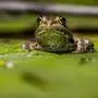 Die Frösche in Pasching dürfen bleiben (Symbolbild)