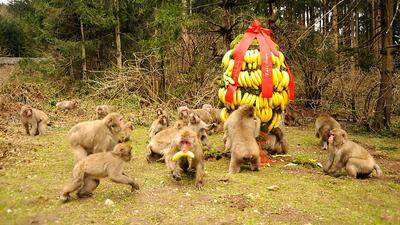 Die Affen freuen sich über ihr "Osterei"