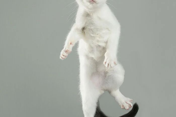 Jan Age, Hauskatze. Julia Christe über ihre Vorbilder in der Fotografie: "Ich schätze die Arbeiten von Jeff Wall sehr. Und der überwiegende Teil meiner Arbeiten hat mit Tierfotografie nichts zu tun. Durch einige Aufträge für Magazine, Zeitschriften und Werbekampagnen, in denen Tiere vorkamen, hat die Tierfotografie mich dann teilweise vereinnahmt. Und dabei habe ich auch meinen eigenen Stil entwickeln können."