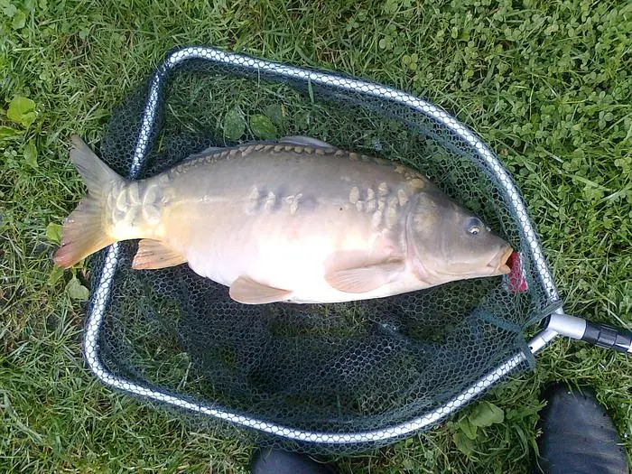 Ein frisch gefangener Karpfen aus Waschers Teichanlage