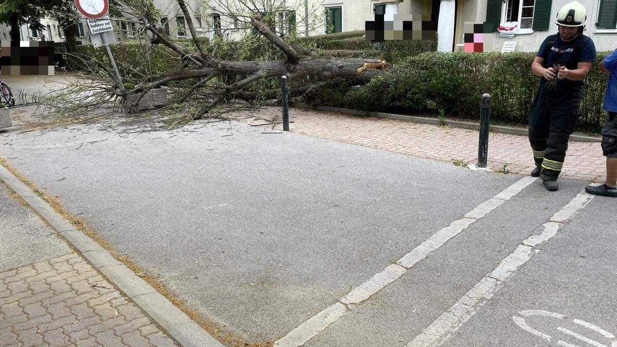 Die Mitglieder der Stadtfeuerwehr Oberwart entfernten den Baum und reinigten die Straße