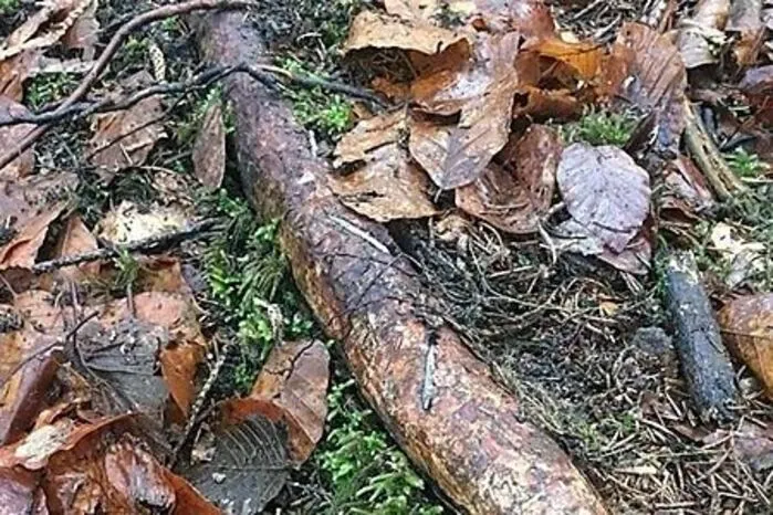 Platz 7: Im Bärental in der kleinen Raabklamm platzierten unbekannte Täter Nägel in Wurzeln und Baumstämmen. Die Attacken sind wohl gegen Mountainbiker und Reiter gerichtet. Mehr dazu.