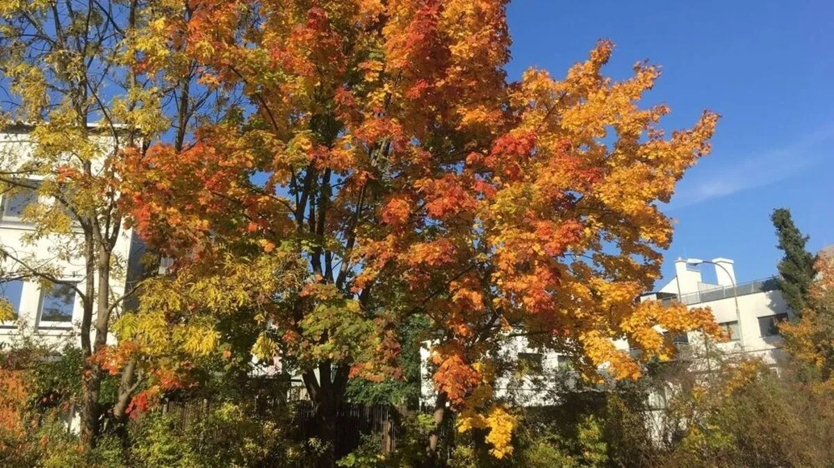 Mit dem Ausbleiben des Frosts halten sich die Blätter länger auf den Bäumen 
