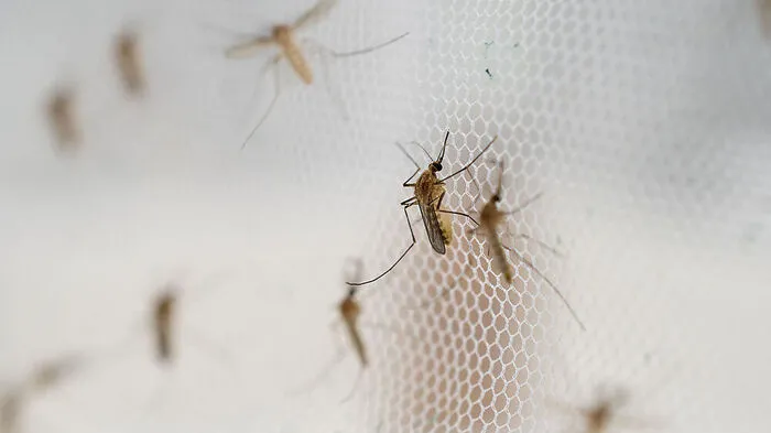 Mit Hilfe von Moskitonetzen wird versucht, die Krankheit einzudämmen