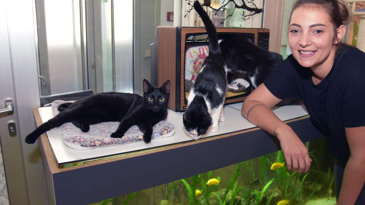 Katzencafé-Inhaberin Verena Kulterer mit drei ihrer zehn Kaffeehaus-Katzen