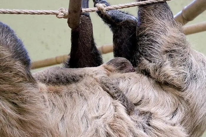 In der Tierwelt Herberstein kann man derzeit ein Faultier-Baby bewundern ...