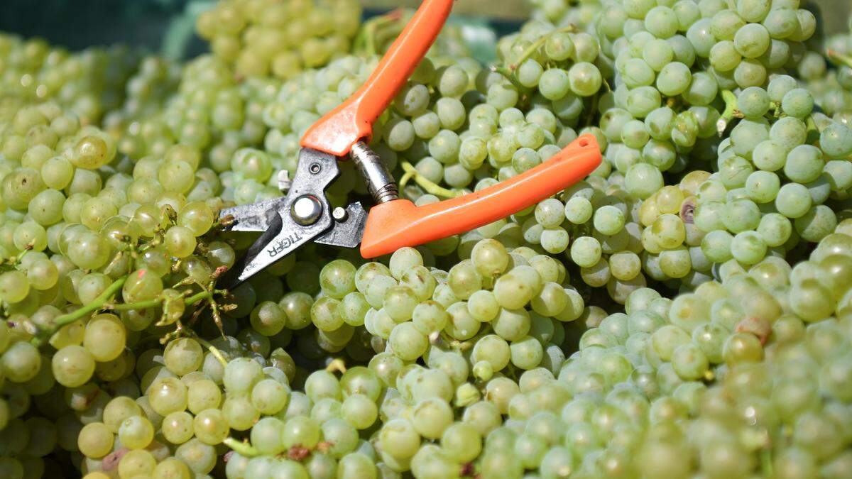 Rotwein verzeichnete mit minus 15 Prozent zum Vorjahr einen höheren Rückgang als der Weißwein mit minus 4 Prozent