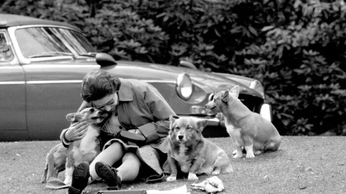 Die Queen ist für ihre Liebe zu dem walisischen Schäferhund bekannt und hat Corgis selbst jahrzehntelang gezüchtet.