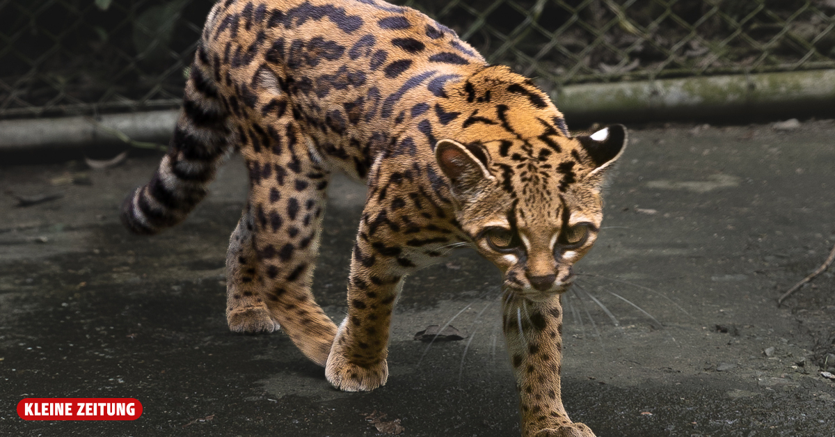 Leopardus Tilcayo Neue Katzenart Entdeckt kleiner Als Unsere Hauskatze