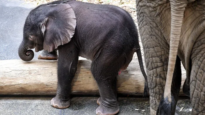 Gelassen und aufgeweckt erkundete das kleine Weibchen am Donnerstag sein Gehege und spielte vergnügt mit Ästen und Holzspänen.