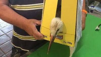 Der kleine Storch wurde in Sicherheit gebracht