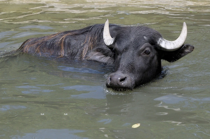 Ein ähnliches Bild bietet sich bei den Wasserbüffeln. "Zum Schutz vor lästigen Insekten und zur Abkühlung halten sich Wasserbüffel im Wasser oder Schlamm auf. Auch bei uns im Tiergarten suchen sie im Sommer mehrmals täglich das Badebecken auf", sagte Schratter. Dort fressen sie Äpfel oder Grünzeug. Hauswasserbüffel stammen vom asiatischen Wasserbüffel ab, der in Feuchtgebieten, Sumpfwäldern und Flusstälern lebt.
