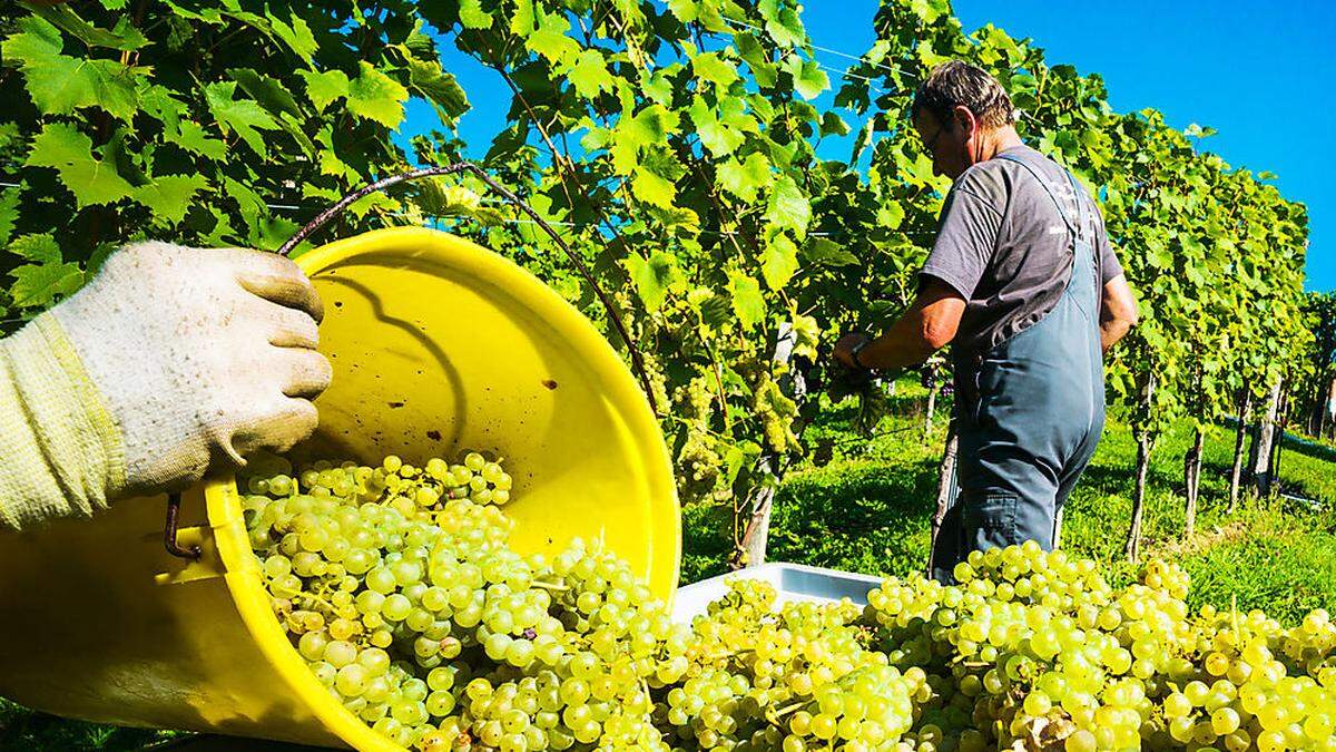 In Südkärnten wird vor allem Weißwein angebaut. Die Lese vieler Sorten ist abgeschlossen