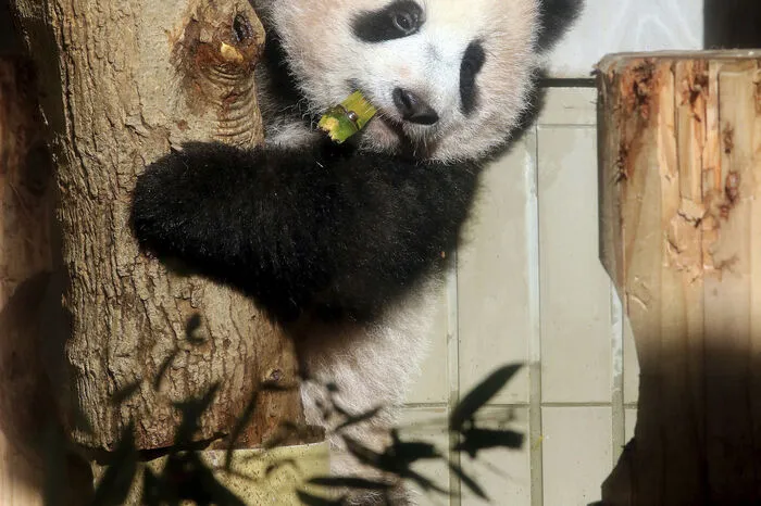 Das Bärenjunge kam am 12. Juni zur Welt. Es war die erste Panda-Geburt dort seit rund fünf Jahren. Die Eltern, Shin Shin und ihr Partner Ri Ri, wurden 2011 aus China ausgeliehen.