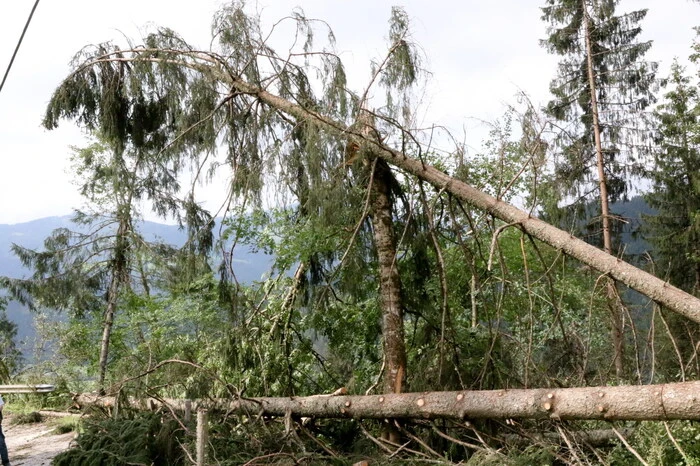 Der Sturm der Unwetter vom Mittwoch hat zahlreiche Bäume zu Fall gebracht. 