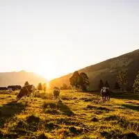 Das Futter wächst auf Almen kaum nach, auch in Oberkärnten und Osttirol wird bereits über einen vorzeitigen Almabtrieb nachgedacht