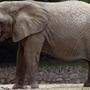 Sujetbild Zoo-Elefant 