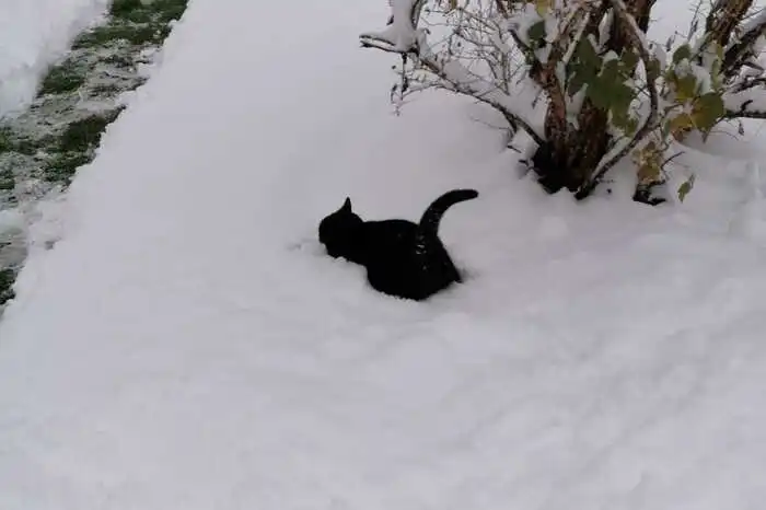 Auch Katze Mimi freut sich über den ersten Schnee