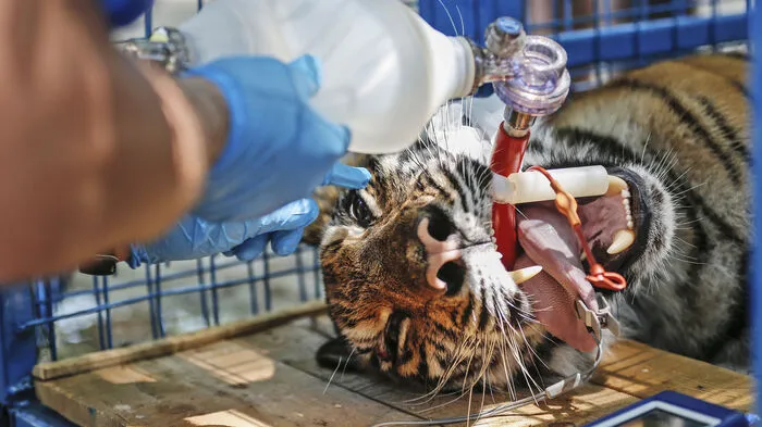 Alle 13 zurückgelassenen Tiere konnten aus dem verwahrlosten syrischen Zoo in die Türkei gebracht werden. Dort werden die Tiere in einem Tierschutzzentrum in Karacabey medizinisch betreut, bis sie fit genug für die Weiterreise in ein artgemäßes Zuhause sind.