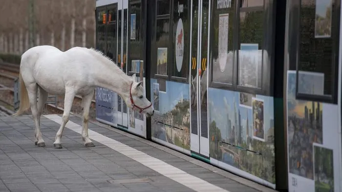 Die weiße Araberstute Jenny läuft im Stadtteil Fechenheim in Frankfurt alleine von ihrem Stall auf ein Feld und zurück. Passanten grüßen das Pferd, auch den Straßenbahnfahrern ist es bekannt.