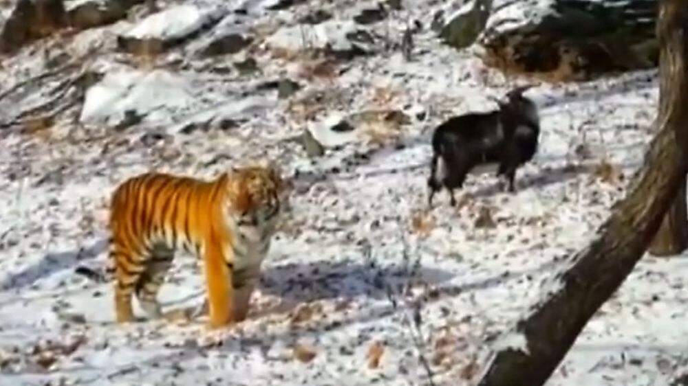Tiger "Amur" und Ziegenbock "Timur" wurden Freunde