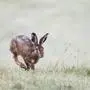  Feldhase Lepus europaeus läuft über Wiese, Hessen, Deutschland, Europa *** European hare Lepus europaeus running across meadow, Hesse, Germany, Europe Copyright: imageBROKER/WilfriedxMartin ibxwma06715025.jpg Bitte beachten Sie die gesetzlichen Bestimmungen des deutschen Urheberrechtes hinsichtlich der Namensnennung des Fotografen im direkten Umfeld der Veröffentlichung!