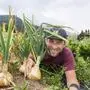 Michael Windberger bewirtschaftet auf einem Hochplateau auf 960 Metern Seehöhe in Pichl-Vorberg einen Bio-Vielfaltsgarten und baut dort in seinem „Garten am Berg“ saisonales und regionales Gemüse an - hier im Bild mit Jausenzwiebeln