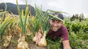 12.08.2024, Schladming, Steiermark, Österreich (Austria): Michael Windberger bewirtschaftet auf einem Hochplateau auf 960 m Seehöhe in Pichl-Vorberg einen Bio-Vielfaltsgarten und baut dort in seinem Garten am Berg saisonales und regionales Gemüse an. Im Bild Michael Windberger mit Jausenzwiebeln.
Fotocredit: Martin Huber