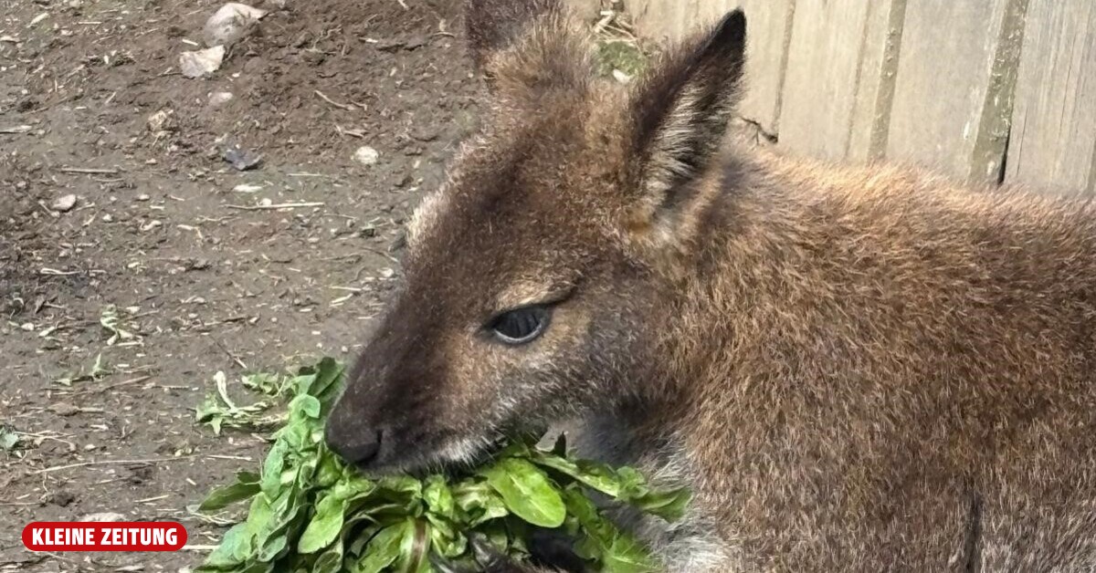 Kangaroo