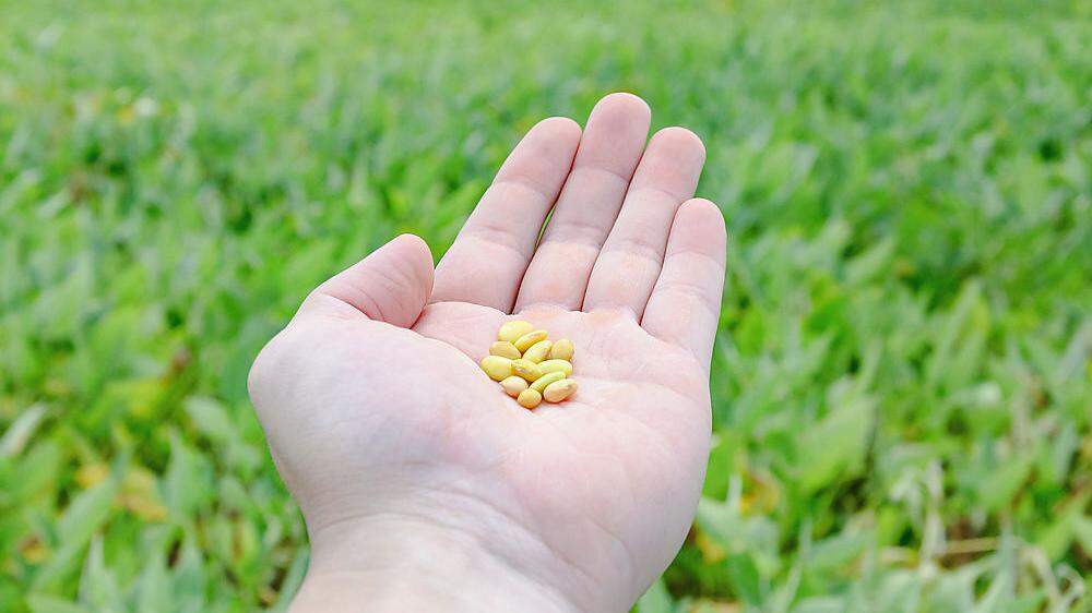 Produkte mit einer genmanipulierten Sojabohne der Firma Monsanto dürfen weiter verkauft werden