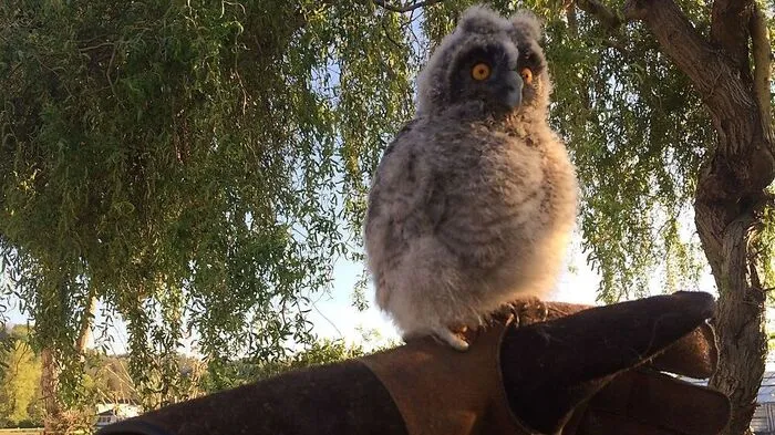 "Flauschi" wird im Naturschutzzentrum in Bruck/Mur auf die Auswilderung vorbereitet