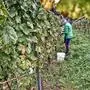 Familie und Verwandte helfen bei der Weinlese am Burghang mit 