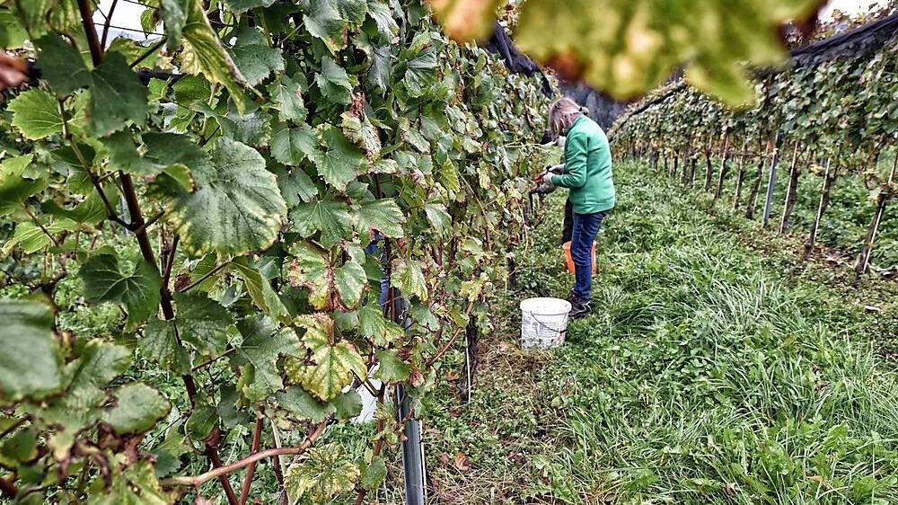 Familie und Verwandte helfen bei der Weinlese am Burghang mit 
