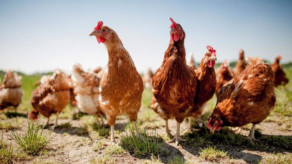 Teuer kam einer Voitsberger Familie indirekt die Anschaffung von Hühnern