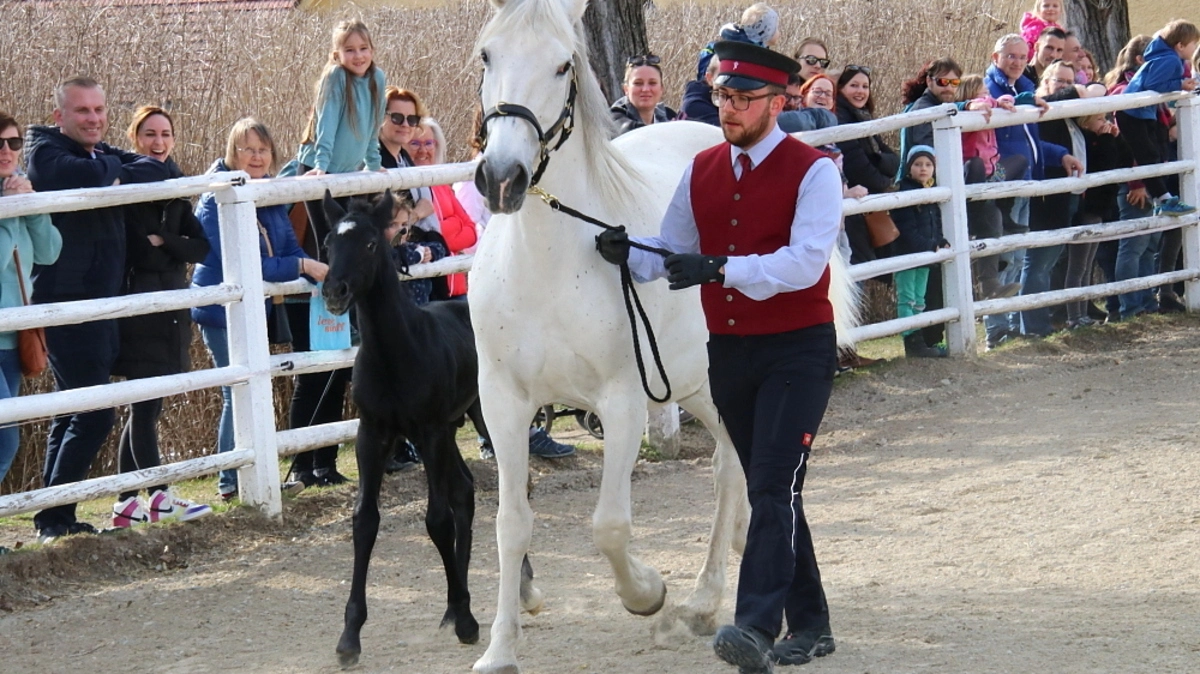 Der erste "Fohlenerlebnis-Tag" im Lipizzanergestüt Piber lockte viele Besucher an