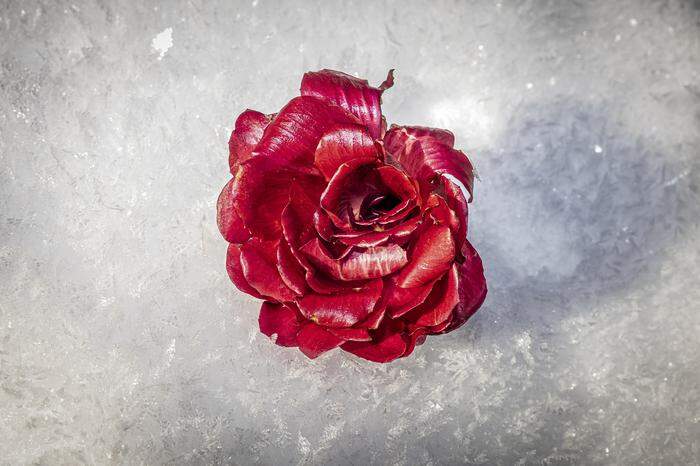 Adrett im Schneebett . die Rose aus Görz