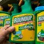This picture taken on June 15, 2015 shows a bottle of Monsanto's 'Roundup' pesticide in a gardening store in Lille. French Ecology Minister Segolene Royal announced on June 14, 2015 a ban on the sale of American biotechnology giant Monsanto's popular weedkiller from garden centres, which the UN has warned may be carcinogenic. The active ingredient in Roundup, glyphosate, was in March classified as "probably carcinogenic to humans" by the UN's International Agency for Research on Cancer (IARC). AFP PHOTO / PHILIPPE HUGUEN / AFP PHOTO / Philippe HUGUEN