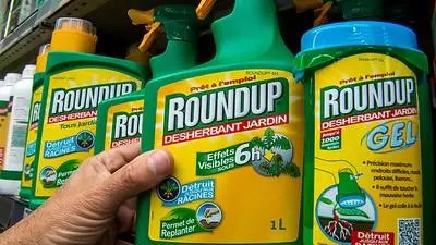 This picture taken on June 15, 2015 shows a bottle of Monsanto's 'Roundup' pesticide in a gardening store in Lille. French Ecology Minister Segolene Royal announced on June 14, 2015 a ban on the sale of American biotechnology giant Monsanto's popular weedkiller from garden centres, which the UN has warned may be carcinogenic. The active ingredient in Roundup, glyphosate, was in March classified as "probably carcinogenic to humans" by the UN's International Agency for Research on Cancer (IARC). AFP PHOTO / PHILIPPE HUGUEN / AFP PHOTO / Philippe HUGUEN