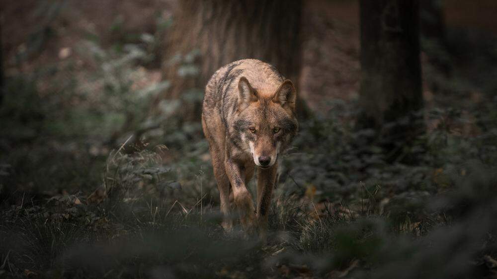 Immer öfter werden in Kärnten und Osttirol Wölfe gesichtet