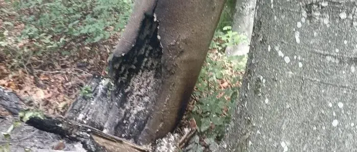 Fast einen halben Tag lang blieb ein Schwelbrand unentdeckt, den ein Blitzschlag in Hof bei Straden ausgelöst hatte