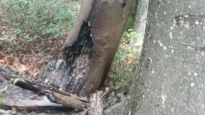 Fast einen halben Tag lang blieb ein Schwelbrand unentdeckt, den ein Blitzschlag in Hof bei Straden ausgelöst hatte