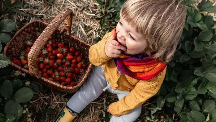 Feine Erdbeeren aus Österreich: Klimawandel sorgt für Einbußen