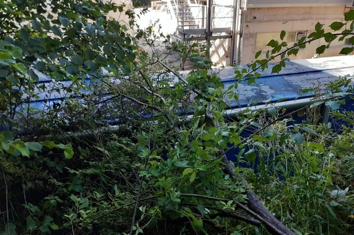 Zahlreiche Bäume stürzten auf Straßen und eine Stromleitung. Zum Glück wurde dabei niemand verletzt.