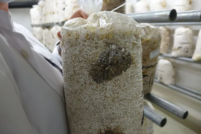 Sie wachsen in Säcken, die mit Biostroh gefüllt sind.