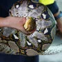 Python