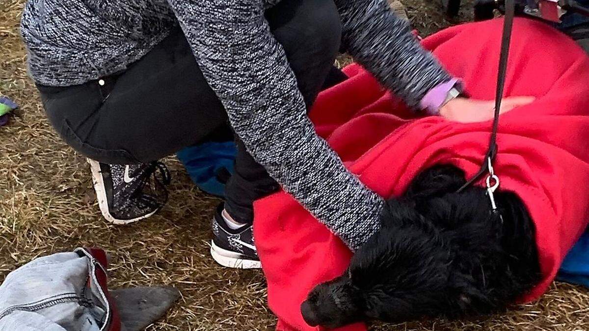 Der Hund konnte sich aus eigener Kraft retten