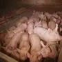 Die Bilder zeigen erschreckende Zustände in südsteirischem Schweinebetrieb
