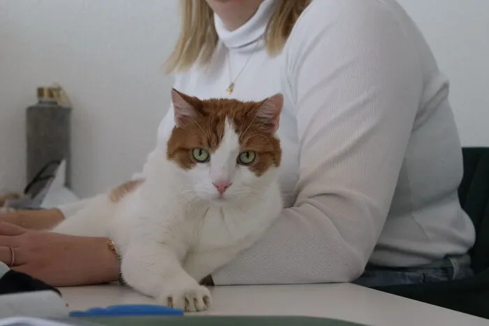 Währenddessen hat es sich Kater Charly woanders gemütlich gemacht.
